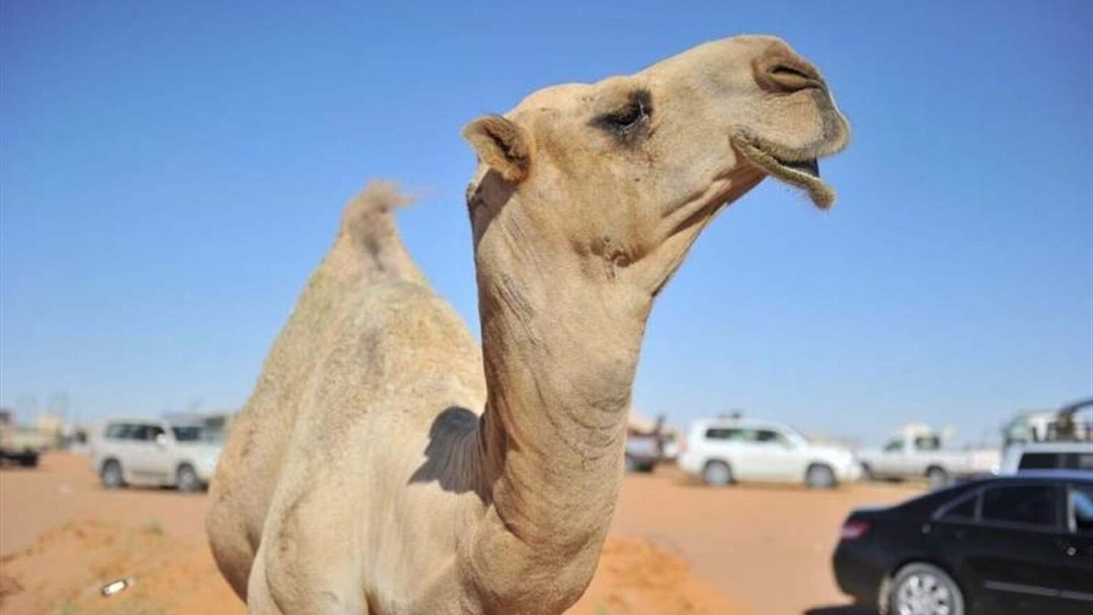 بالفيديو.. سعودي ينقذ ناقة!