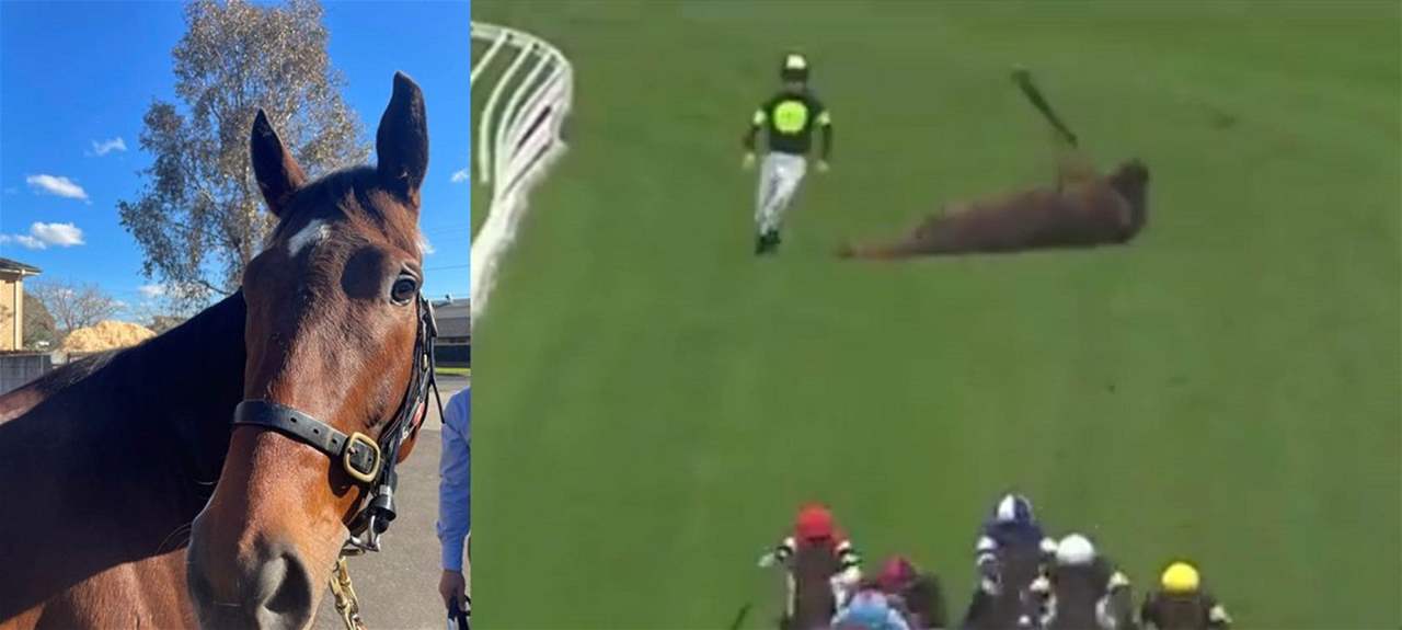 بالفيديو.. انهيار حصان أثناء السباق 3 بالفيديو.. انهيار حصان أثناء السباق