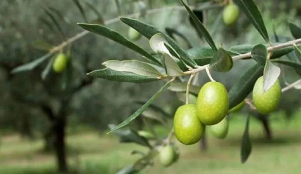 تداعيات الحرب في الجنوب.. القضاء على موسم الزيتون وارتفاع جنوني لأسعار الزيت