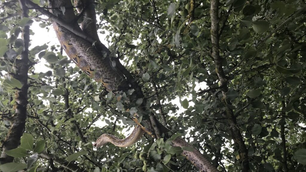 ثعبان ضخم يبتلع رجلا بالكامل في إندونيسيا ثعبان ضخم يبتلع رجلا بالكامل في إندونيسيا