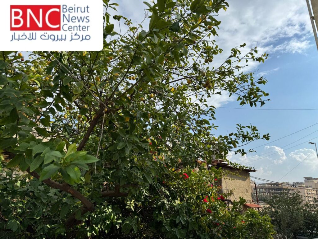 استقرار جوي وارتفاع تدريجي في درجات الحرارة