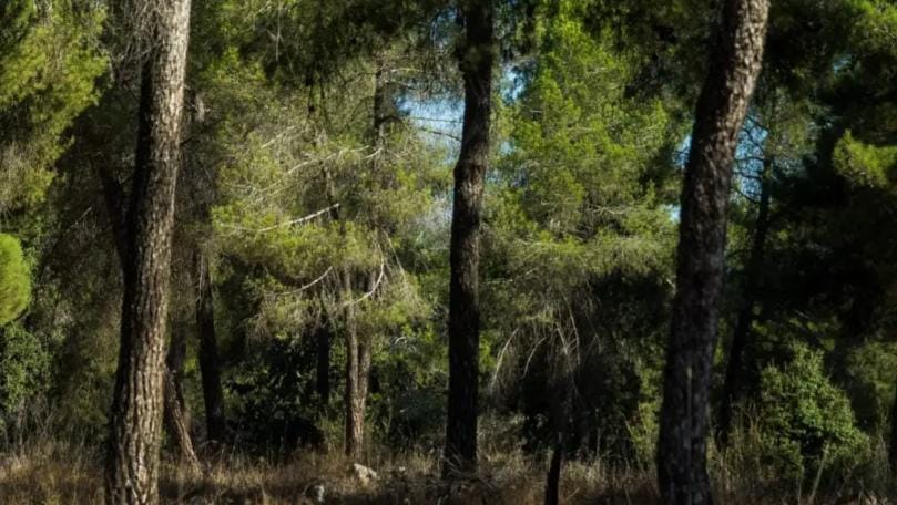 فريق من وزارة الزراعة يتمكن من ضبط مخالفة قطع عشرات الأشجار في قضاء زغرتا فريق من وزارة الزراعة يتمكن من ضبط مخالفة قطع عشرات الأشجار في قضاء زغرتا