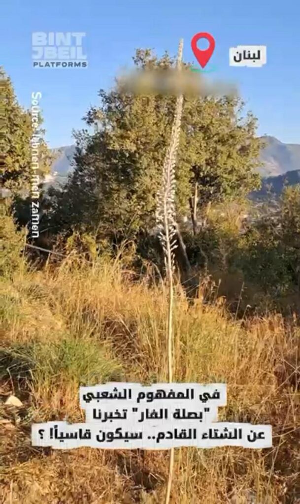 الشتاء في لبنان سيكون قاسياً.. "بصلة الفار" تخبرنا عن الشتاء القادم بحسب المفهوم الشعبي!