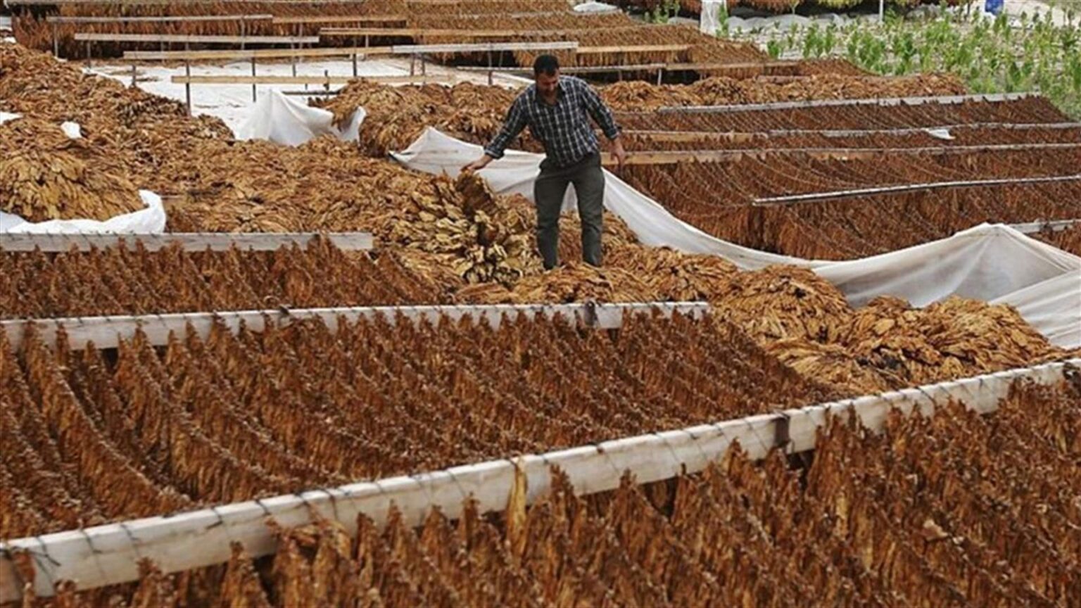 "الريجي": بدء تسلّم المحاصيل من مزارعي الشمال في 24 أيلول
