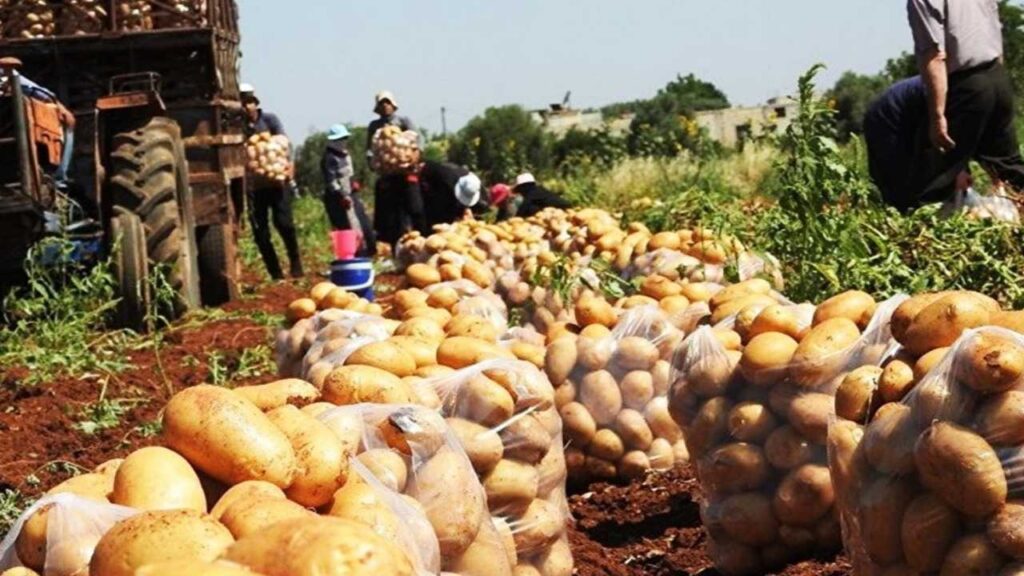 اللجنة المركزية لمزارعي البطاطا والبصل تحذّر من كارثة زراعية