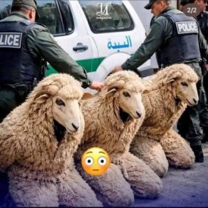 تنكّروا بملابس خِراف… الشرطة الجزائرية تُحبط محاولة تهريب غير مسبوقة