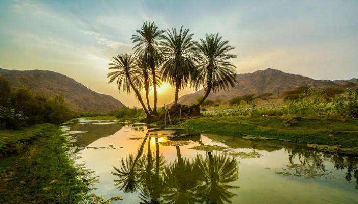 المطارد الأسود.. إنجاز سعودي مزدوج يدخل عقرباً نادراً إلى بنك الجينات العالمي المطارد الأسود.. إنجاز سعودي مزدوج يدخل عقرباً نادراً إلى بنك الجينات العالمي