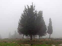 ضباب جبلاً